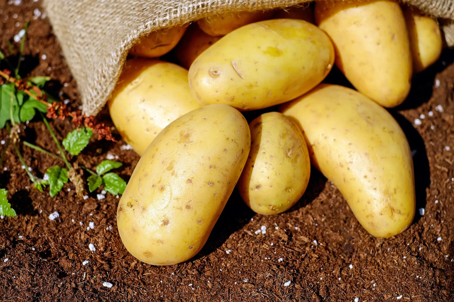 clean potato on the soil